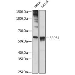 SRP54 Rabbit mAb