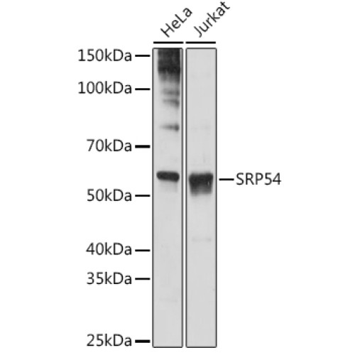 SRP54 Rabbit mAb