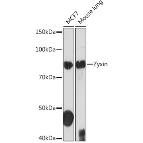 Zyxin Rabbit mAb