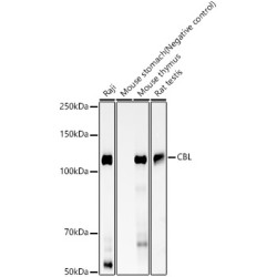 CBL Rabbit mAb