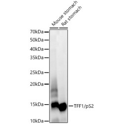 TFF1/pS2 Rabbit mAb
