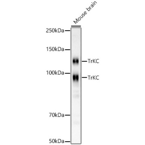 TrKC Rabbit mAb