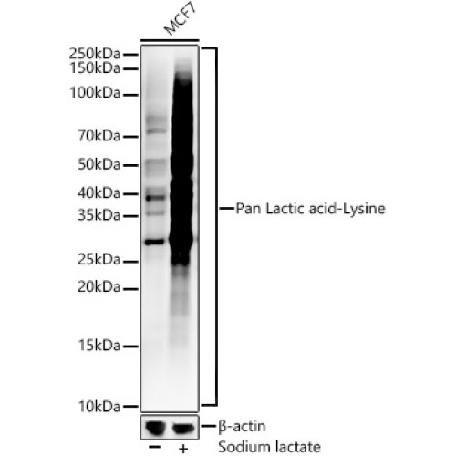 Pan Lactic acid-Lysine Rabbit mAb