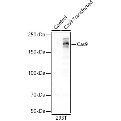 Cas9 Rabbit mAb