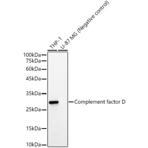 Complement factor D Rabbit mAb