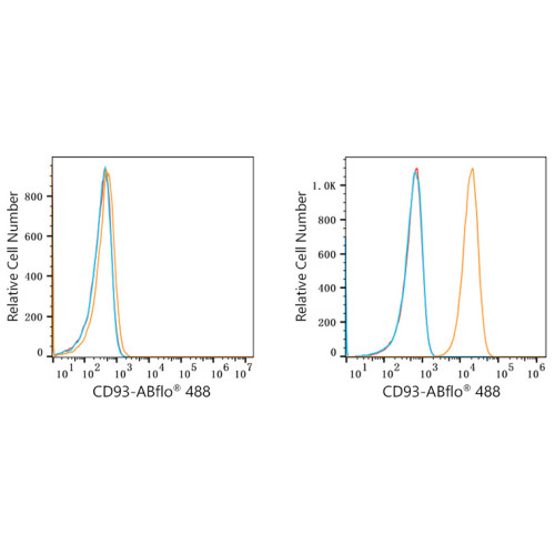 ABflo® 488 Rabbit anti-Human CD93 mAb