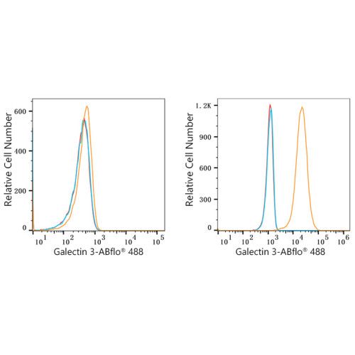 ABflo® 488 Rabbit anti-Human Galectin 3 mAb