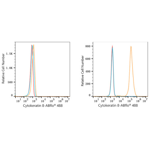 ABflo® 488 Rabbit anti-Human Cytokeratin 8/KRT8 mAb