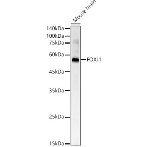 FOXJ1 Rabbit pAb