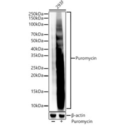Puromycin Rabbit mAb