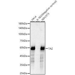 TAZ Rabbit mAb