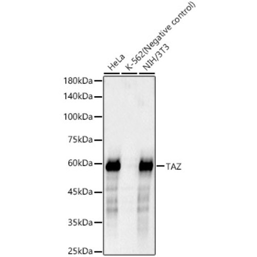 TAZ Rabbit mAb