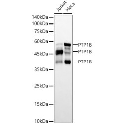 PTP1B Rabbit mAb