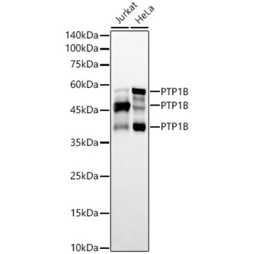 PTP1B Rabbit mAb