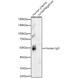 Human IgD Rabbit mAb