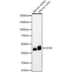 CD38 Rabbit mAb