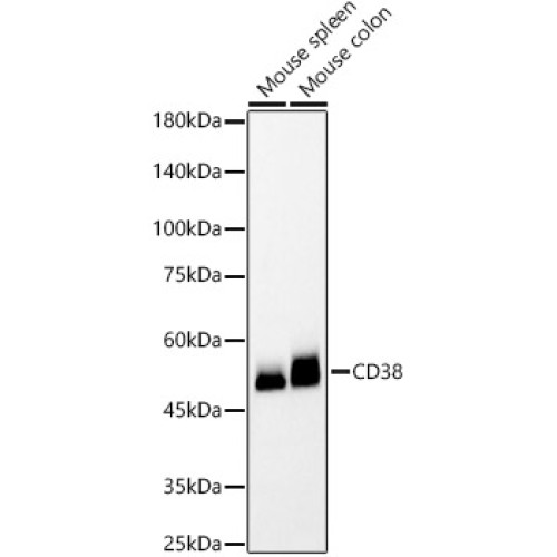 CD38 Rabbit mAb