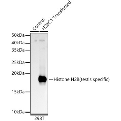 Histone H2B (testis specific) Rabbit pAb