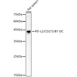 PD-L2/CD273/B7-DC Rabbit pAb