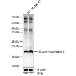 Cleaved Gasdermin B Rabbit pAb