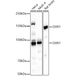 OXR1 Rabbit pAb