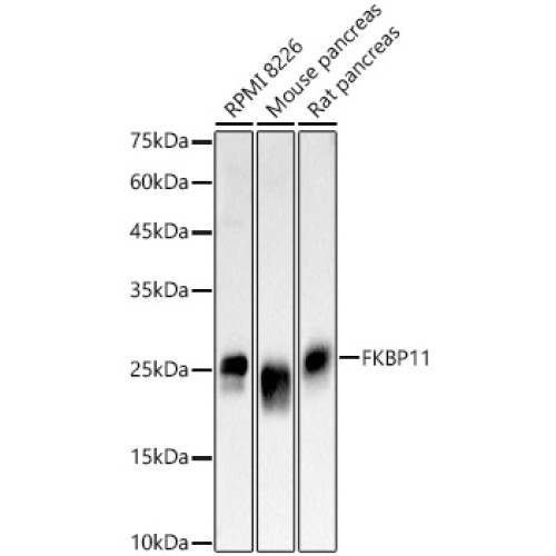 FKBP11 Rabbit pAb