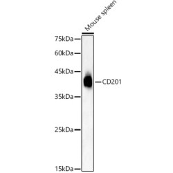 CD201 Rabbit pAb