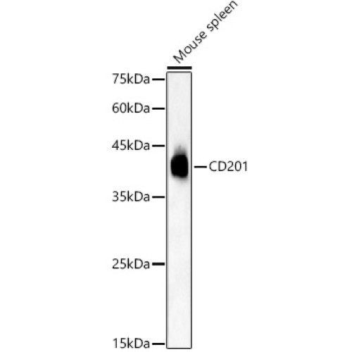 CD201 Rabbit pAb
