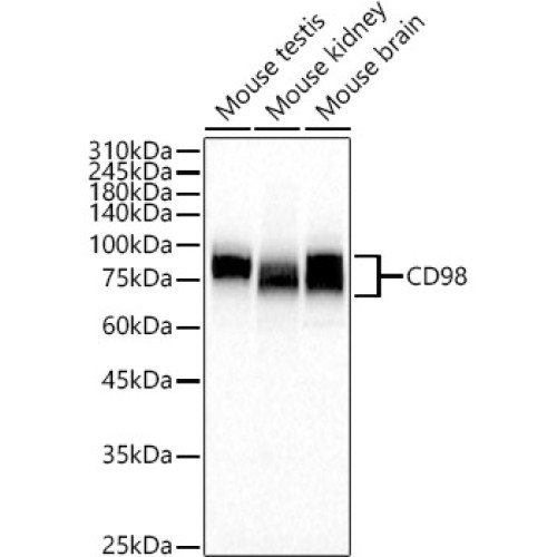 CD98 Rabbit pAb