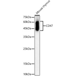 CD47 Rabbit pAb