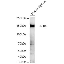 CD103 Rabbit pAb
