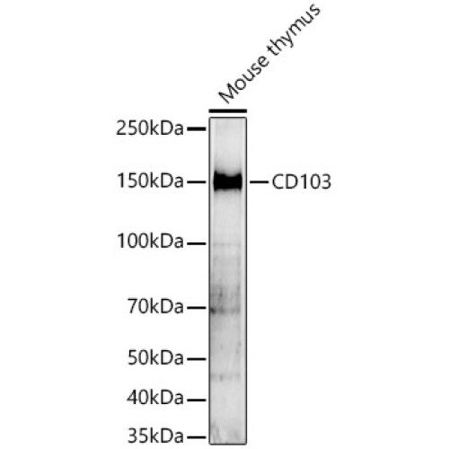 CD103 Rabbit pAb