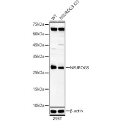 NEUROG3 Rabbit pAb