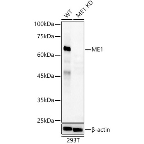 [KD Validated] ME1 Rabbit pAb