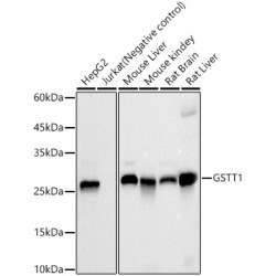 GSTT1 Rabbit mAb