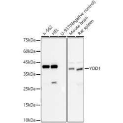 YOD1 Rabbit mAb