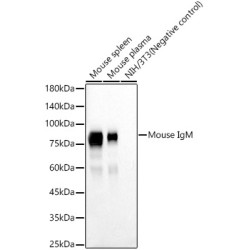 Mouse IgM Rabbit mAb