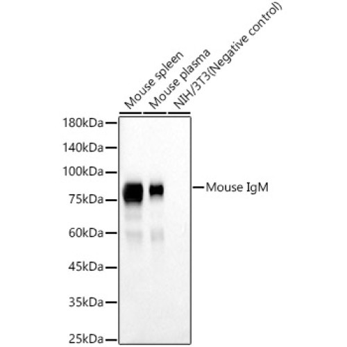 Mouse IgM Rabbit mAb