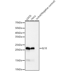 IL18 Rabbit mAb