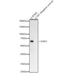 LOXL1 Rabbit mAb