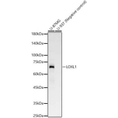 LOXL1 Rabbit mAb