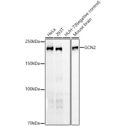 GCN2 Rabbit mAb