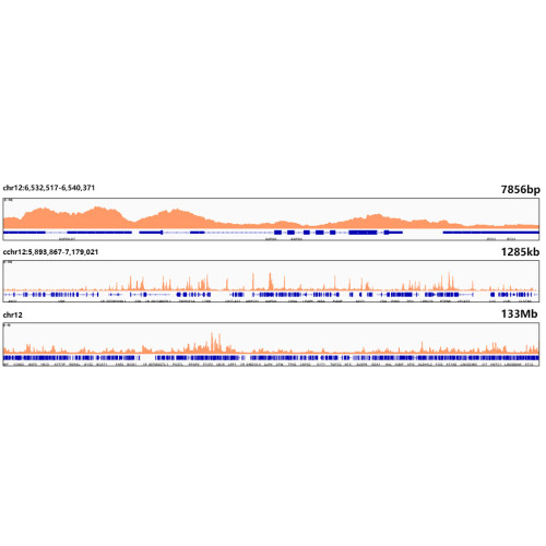 Acetyl-Histone H4-K5 Rabbit mAb