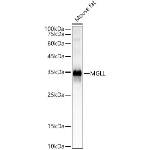 MGLL Rabbit mAb