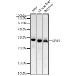 SIRT5 Rabbit mAb