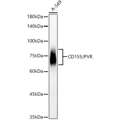 CD155/PVR Rabbit mAb