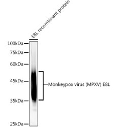 Monkeypox virus (MPXV) E8L Rabbit mAb