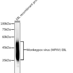 Monkeypox virus (MPXV) E8L Rabbit mAb