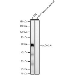 ALDH3A1 Rabbit mAb