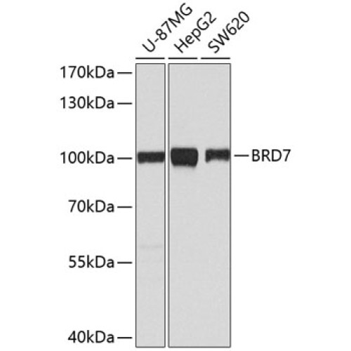 [KO Validated] BRD7 Rabbit pAb